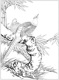 锦鸡 白描 素描 线描 国画稿