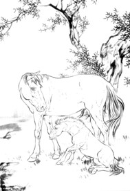 骏马 素描 白描 线描 国画稿