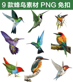 工笔画国画山水鸟蜂鸟素材png