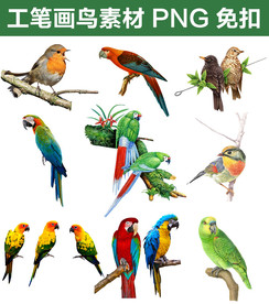 中国传统工笔画国画鸟素材