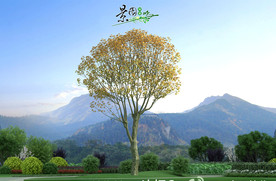 法国梧桐3D模型