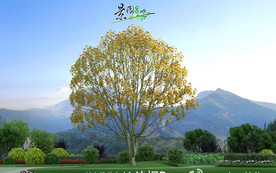 法国梧桐3D模型