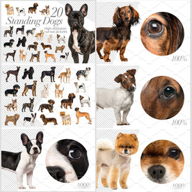 超多宠物狗狗图片