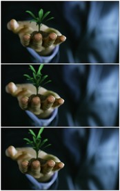 4K植物在手心生长发芽