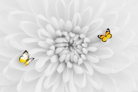 黑白花朵背景墙