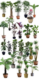 园艺盘栽PSD素材