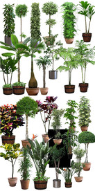 园林盘栽植物PSD素材