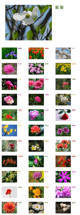 常见花卉图谱