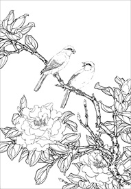 茶花 白描 素描 线描 国画