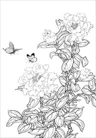 茶花 白描 素描 线描 国画
