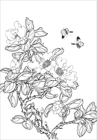 茶花 白描 素描 线描 国画