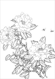 茶花 白描 素描 线描 国画