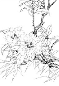 茶花 白描 素描 线描 国画