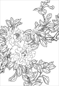 茶花 白描 素描 线描 国画