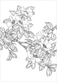 茶花 白描 素描 线描 国画
