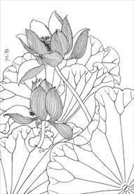 荷花  白描 素描 线描 国画