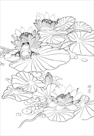 荷花  白描 素描 线描 国画