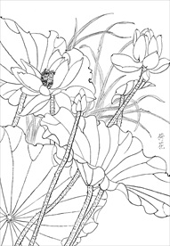 荷花  白描 素描 线描 国画