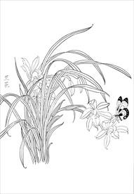 兰花  白描 素描 线描 国画