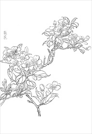 梨花  白描 素描 线描 国画