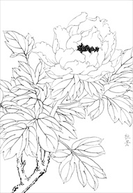牡丹花  白描 素描 线描 国