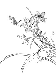 萱草花   白描 素描 线描