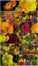 高清实拍美丽彩色花朵特写视频