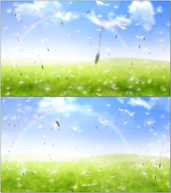 唯美梦幻蒲公英种子飘飞