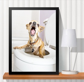 宠物海报  宠物店 宠物医院