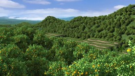 万亩橘子种植 橘子