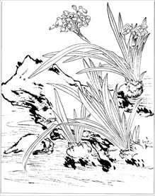 水仙花线描 水仙花白描 水仙花