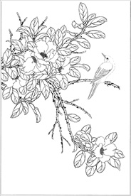 茶花线描 茶花白描 茶花素描