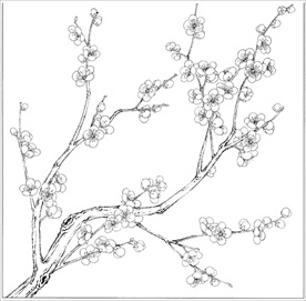 梅花线描 梅花白描 梅花素描