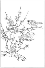 梅花线描 梅花白描 梅花素描