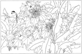 芙蓉花线描 芙蓉花白描 芙蓉花