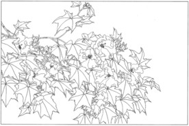 芙蓉花线描 芙蓉花白描 芙蓉花