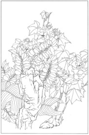 芙蓉花线描 芙蓉花白描 芙蓉花