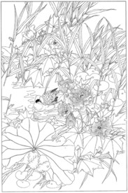 芙蓉花线描 芙蓉花白描 芙蓉花