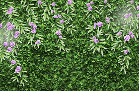 蔷薇绿色植物鲜花背景墙