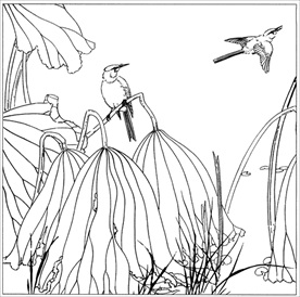 荷花线描 荷花白描 荷花素描