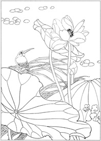 荷花线描 荷花白描 荷花素描