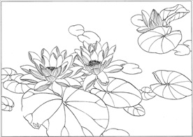 荷花线描 荷花白描 荷花素描