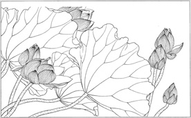 荷花线描 荷花白描 荷花素描