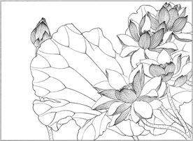 荷花线描 荷花白描 荷花素描