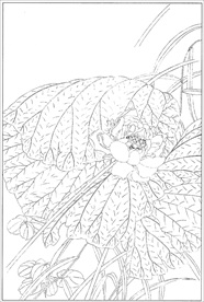 荷花线描 荷花白描 荷花素描