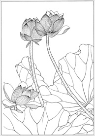 荷花线描 荷花白描 荷花素描