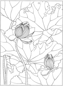 荷花线描 荷花白描 荷花素描