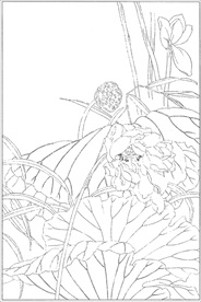 荷花线描 荷花白描 荷花素描