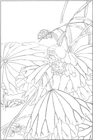 荷花线描 荷花白描 荷花素描