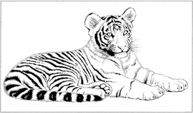 老虎线描 老虎白描 老虎素描